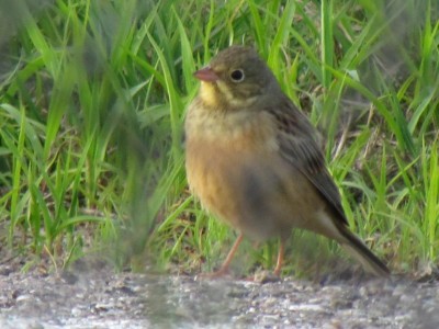 Ortolano